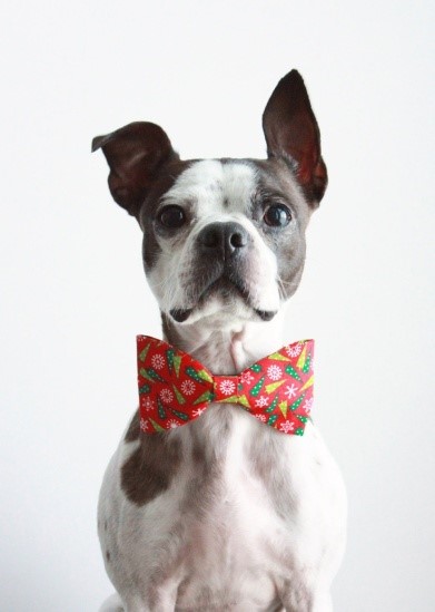 Image of a dog wearing a holiday bowtie