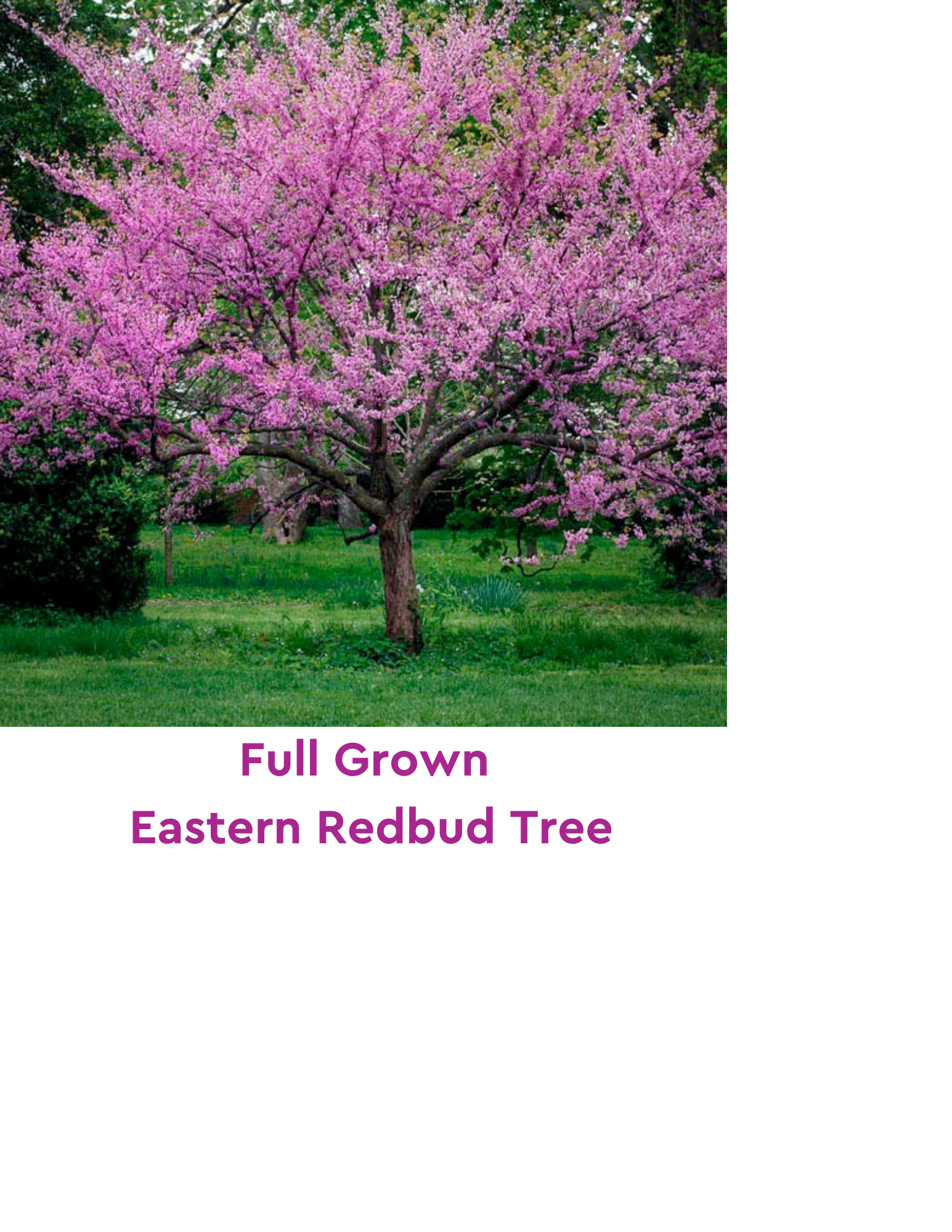 Picture of full grown Redbud tree.