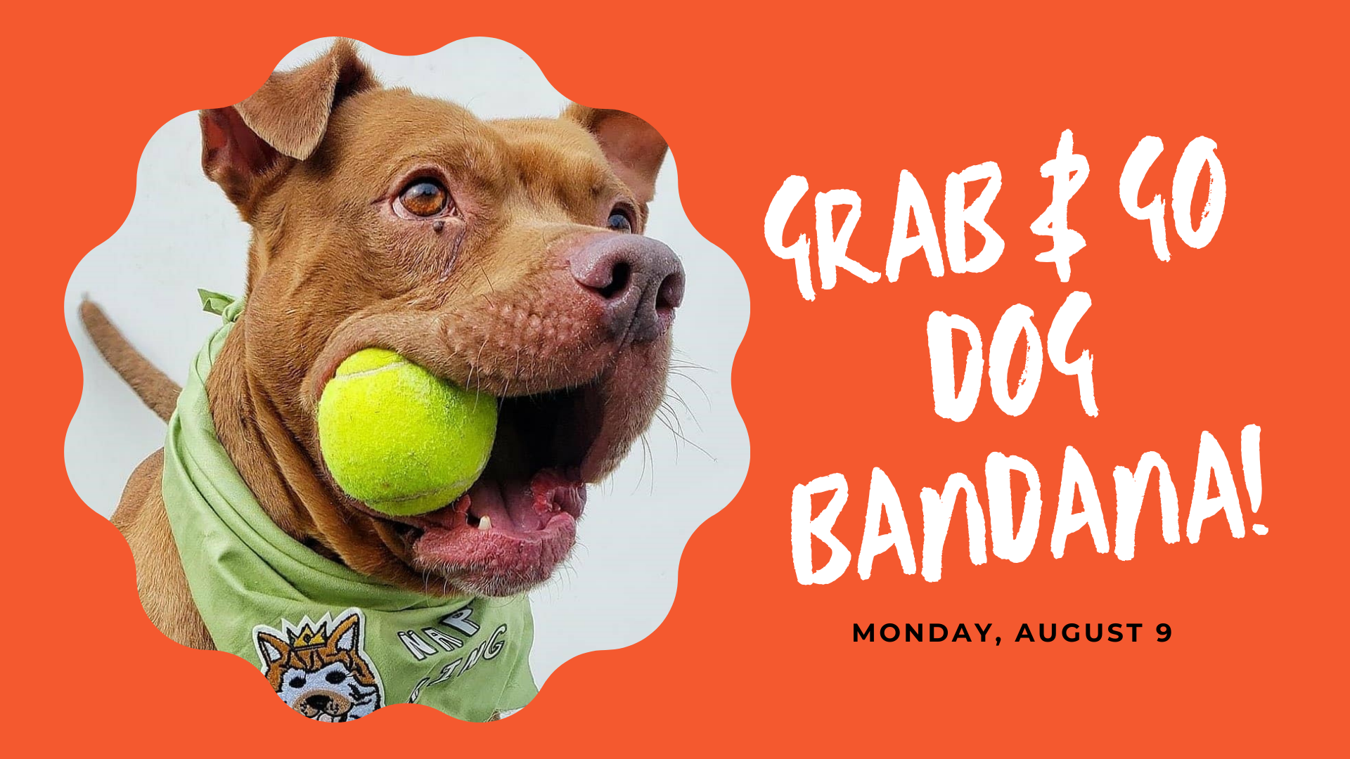 an orange background frames a photo of a dog wearing a bandana with a tennis ball in her mouth.