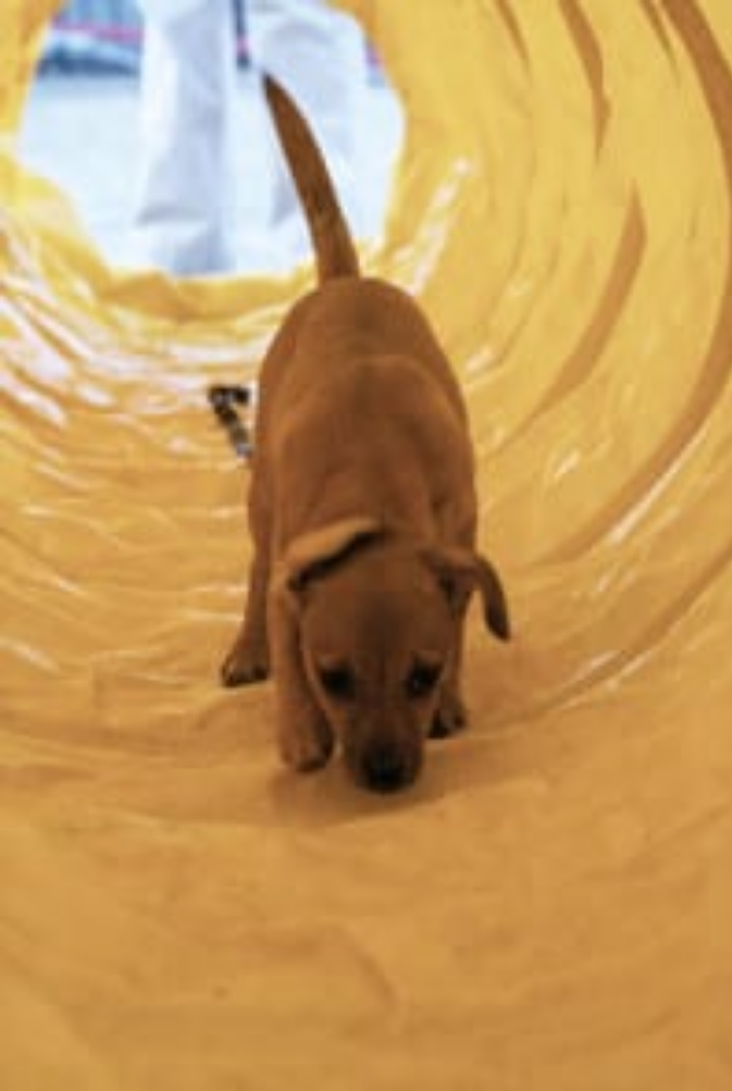 Picture of a dog running through a yellow canvas tunnel.