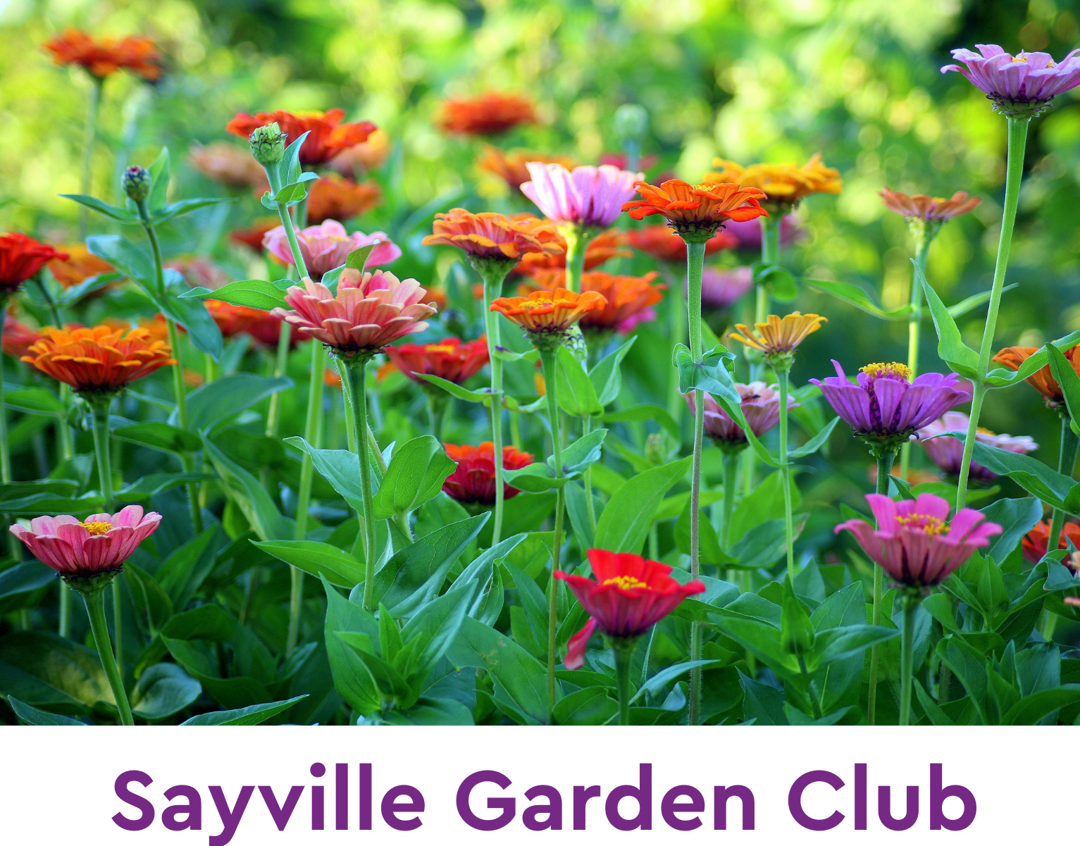 Picture of flowers with the words "Sayville Garden Club" below the picture.