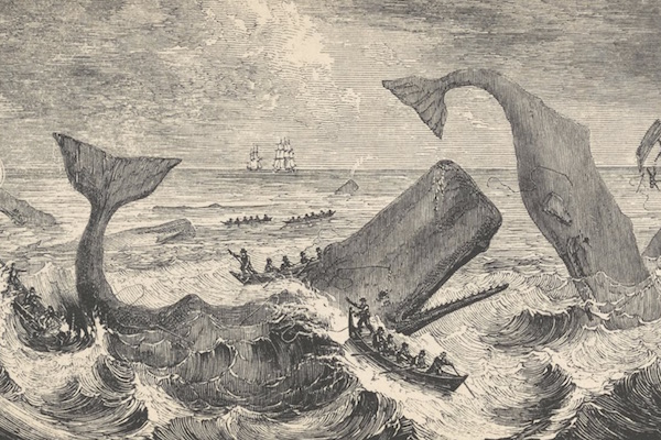 Drawing of whales being hunted in the ocean by whalers 