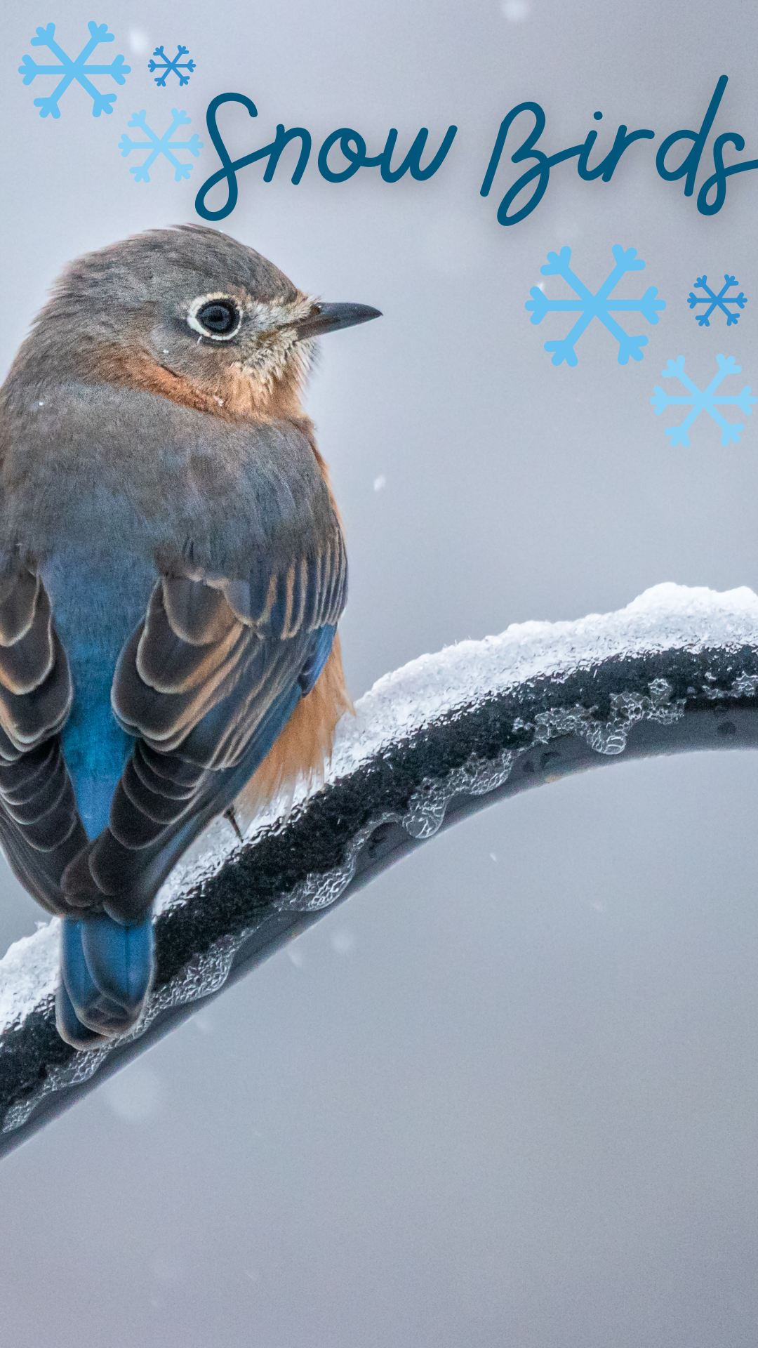 Background is picture of bird on snowy branch. Blue text reads "Snow Birds"