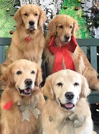 4 golden retriever dogs with ribbons around their necks