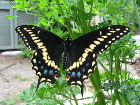 Save the Butterflies