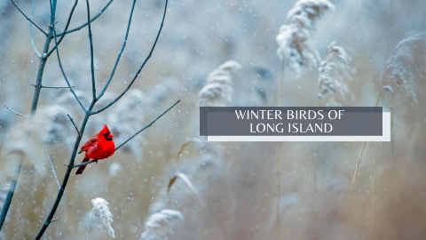 Photograph of a northern cardinal perched on a branch in winter.