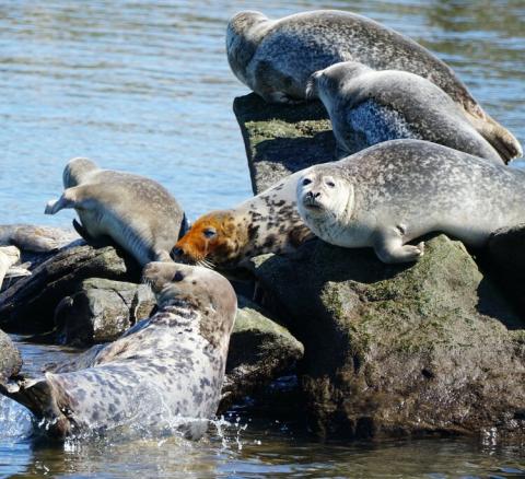 Seals in New York