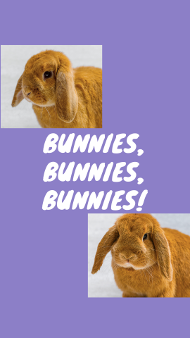 Bunnies, Bunnies, Bunnies!