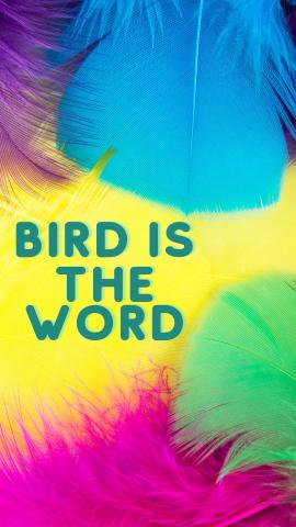 Yellow background with brightly colored feathers. Blue text reads "Bird Is the Word"