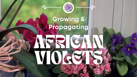 African Violet plants sitting on a window sill.