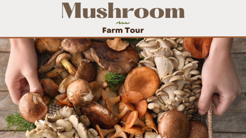 A basket full of mushrooms