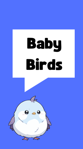 Dark blue background with an image of a blue baby bird. Black text reads "Baby Birds" in a white speech bubble.