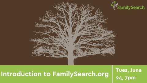 A silhouette of a large tree with no leaves.