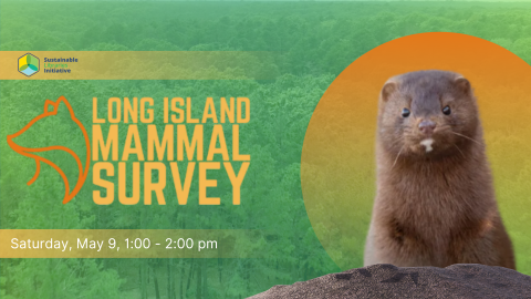 A Native Long Island mink