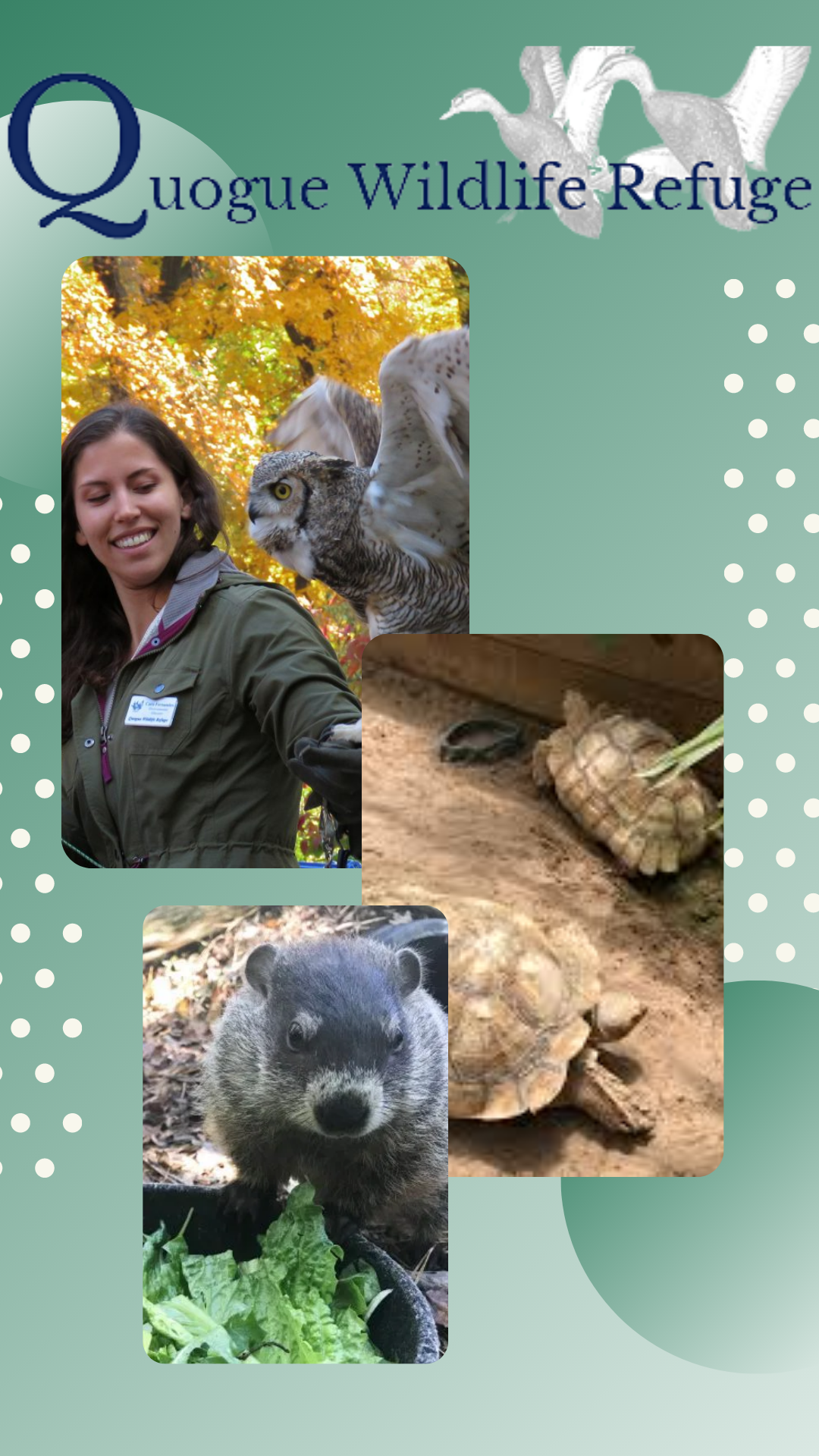 name of the programmer Quogue Wildlife Refuge with assorted animals