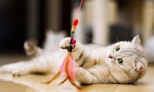 DIY Cat Toy