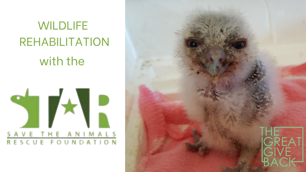 Photo of a rescued baby screech owl