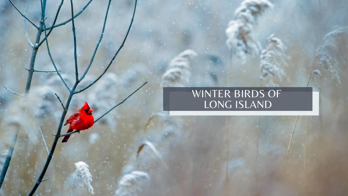 Photograph of a northern cardinal perched on a branch in winter.