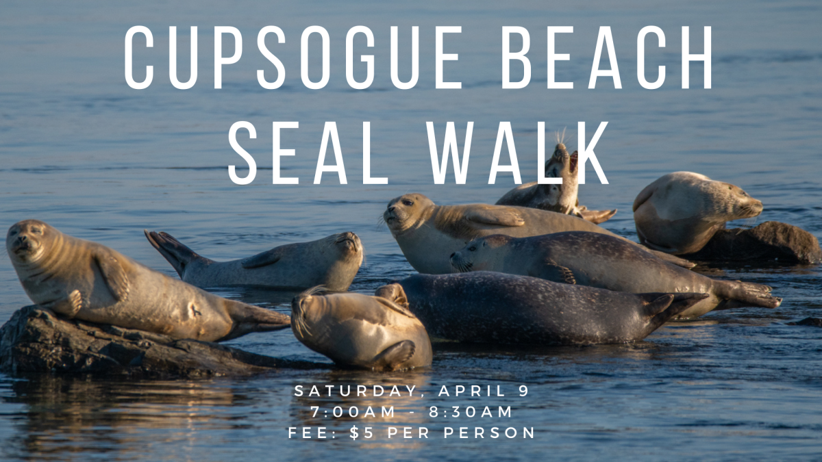 a photograph of seals on Cupsogue Beach