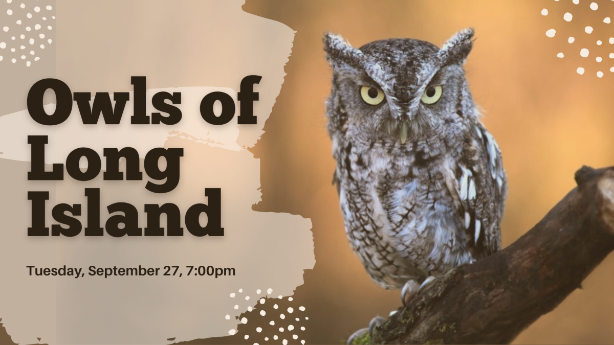 A photo of a screech owl perched on a tree branch.