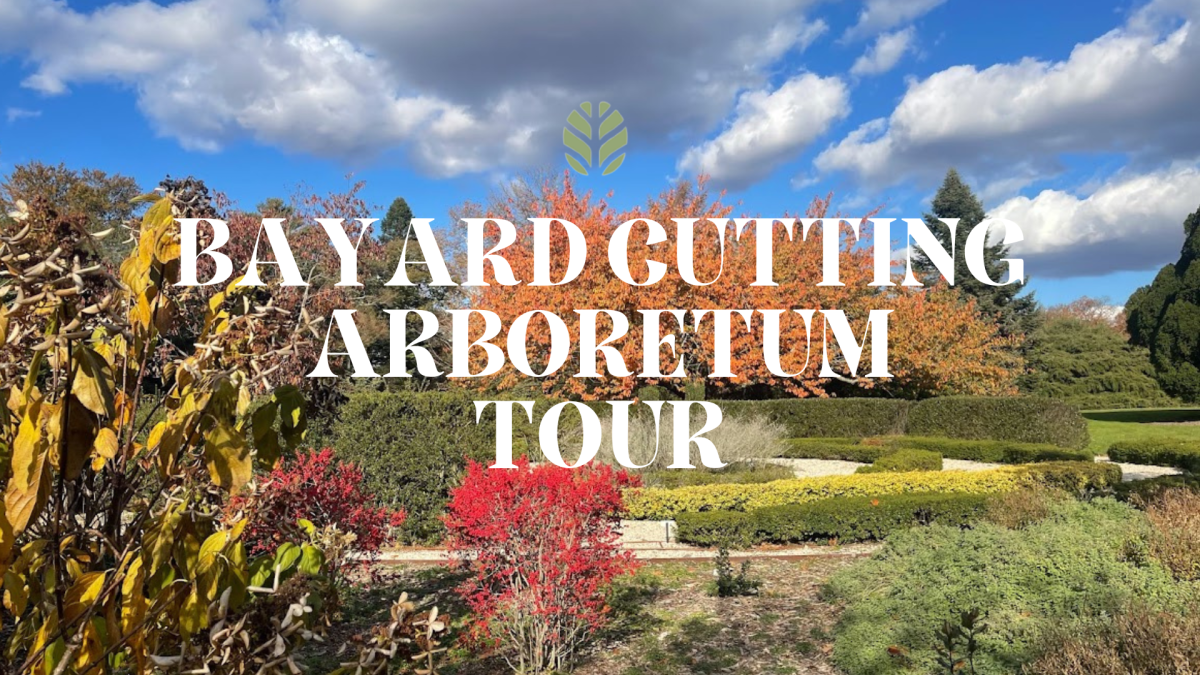 A photo of the holly walk at Bayard Cutting Arbortetum in the Autumn