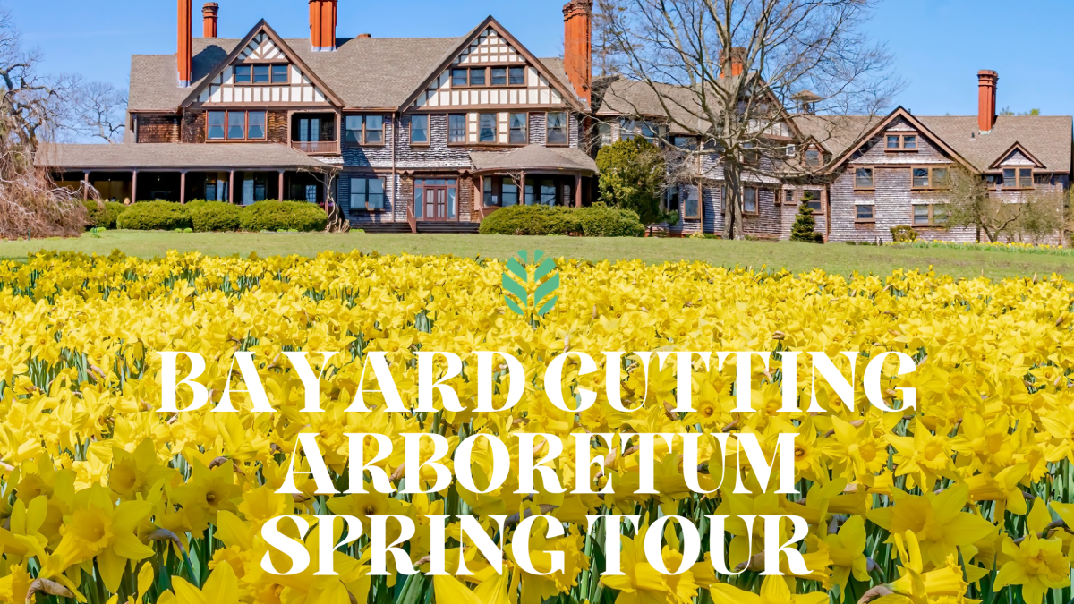 Bayard Cutting Estate with a field of daffodils in the foreground