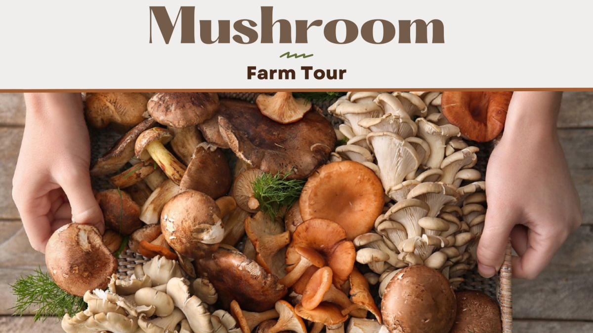 A basket full of mushrooms