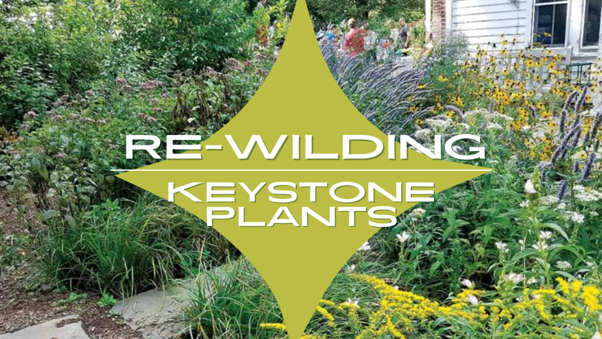 A yard filled with native plants