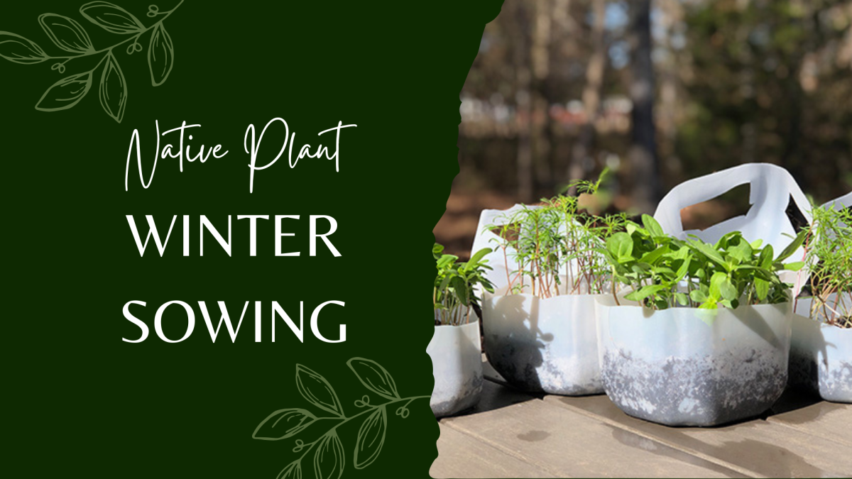 Seedlings growing in cut open milk jugs