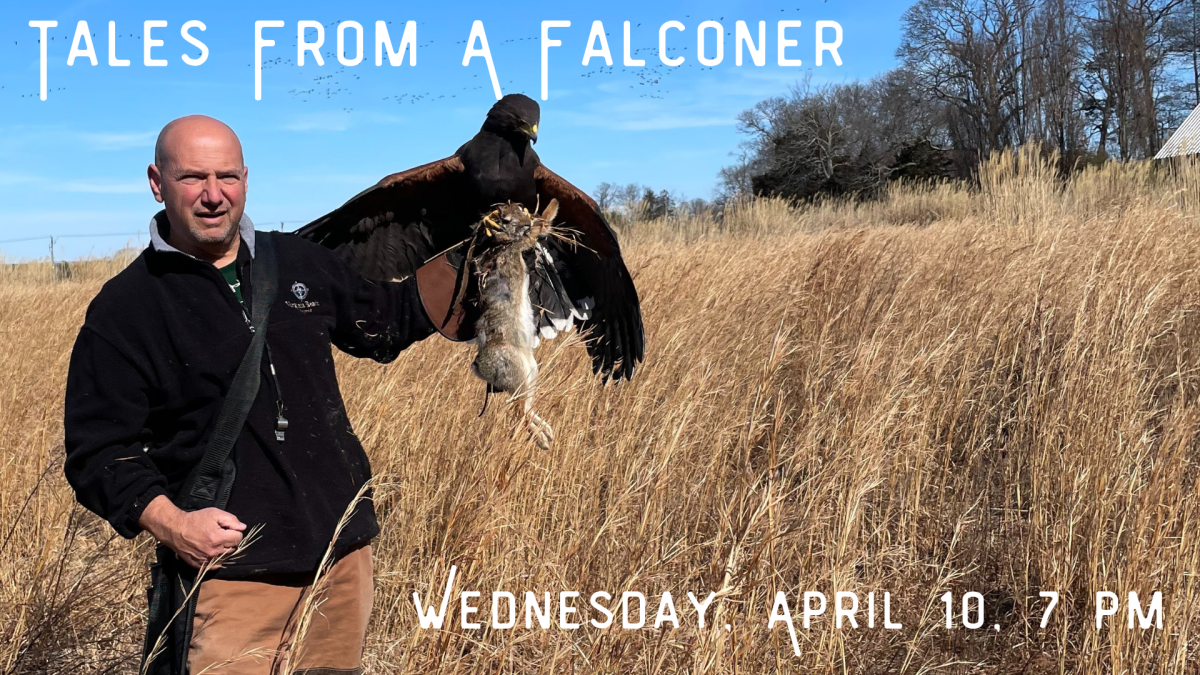 The presenter, Mario DiDomenico, holding a falcon that is holding a captured rabbit.