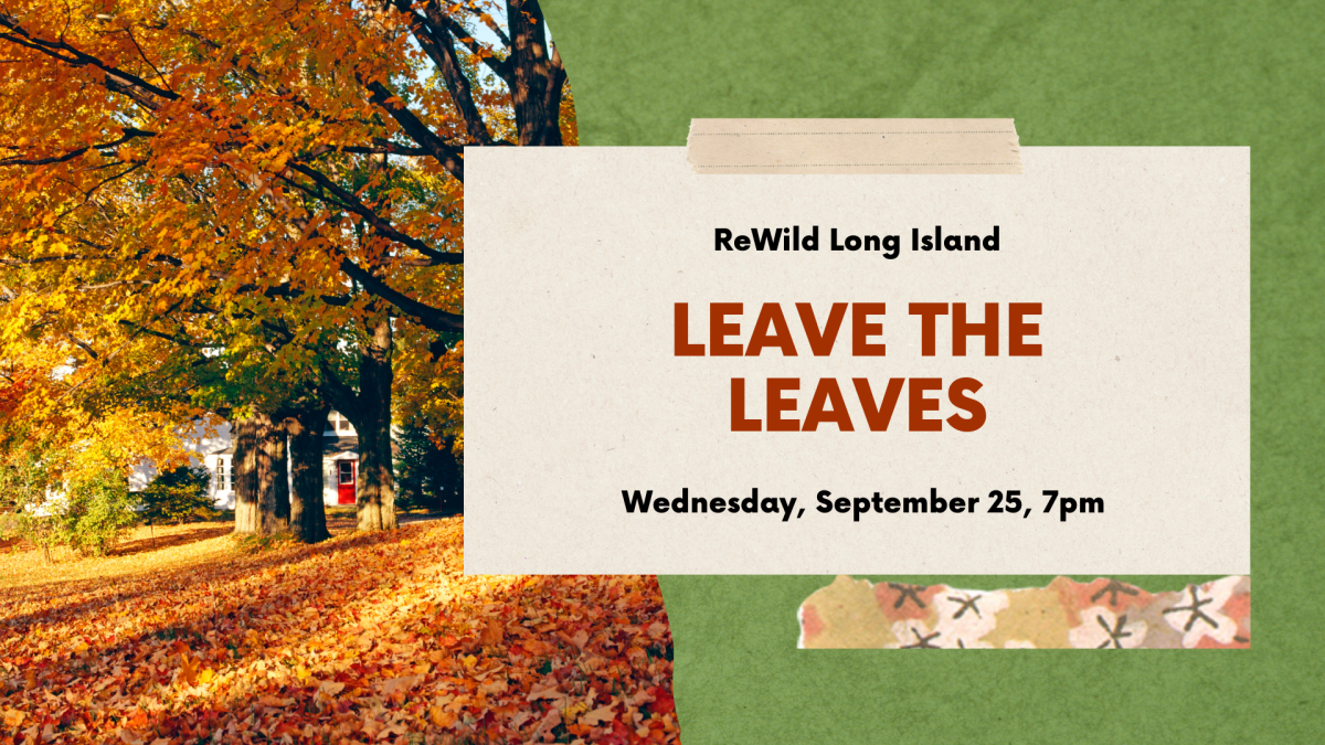 A yard covered in autumn leaves.