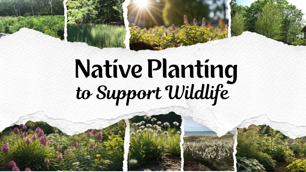 Various plants native to Long Island