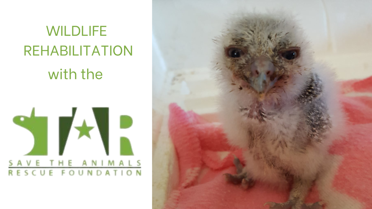 Photo of a rescued baby screech owl
