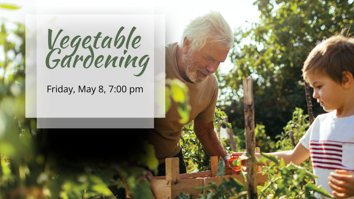 An older man and a child harvest vegetables.